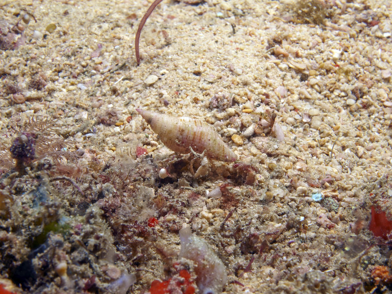 Hermit crab, Manila Channel